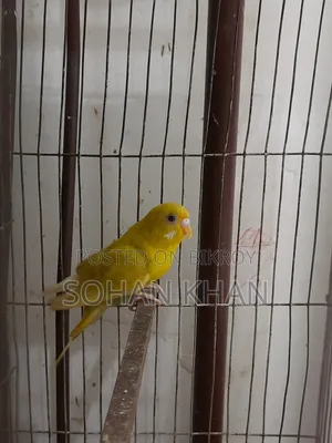 রানিং ফিমেল বাজিগর