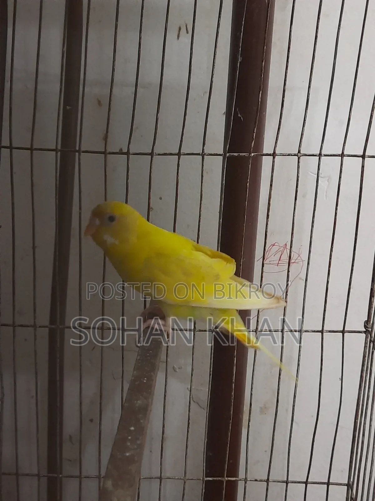 রানিং ফিমেল বাজিগর