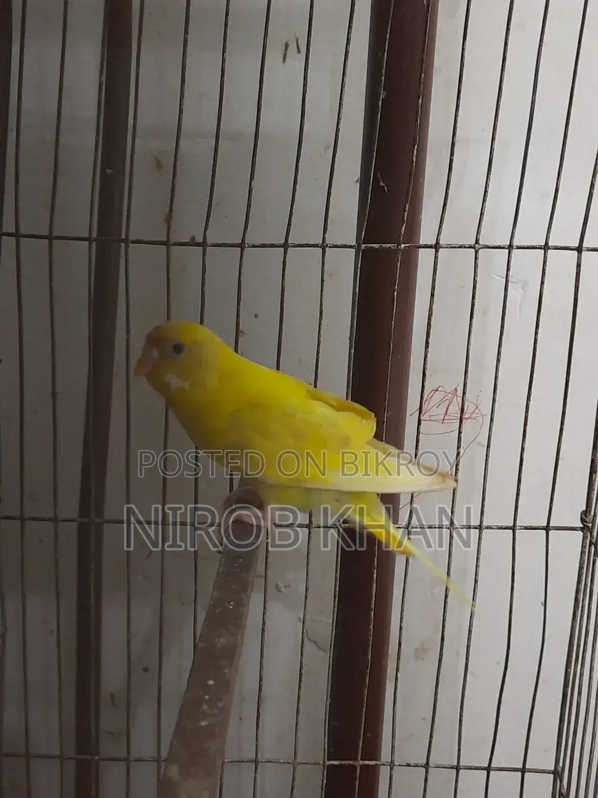 রানিং ফিমেল বাজিগর