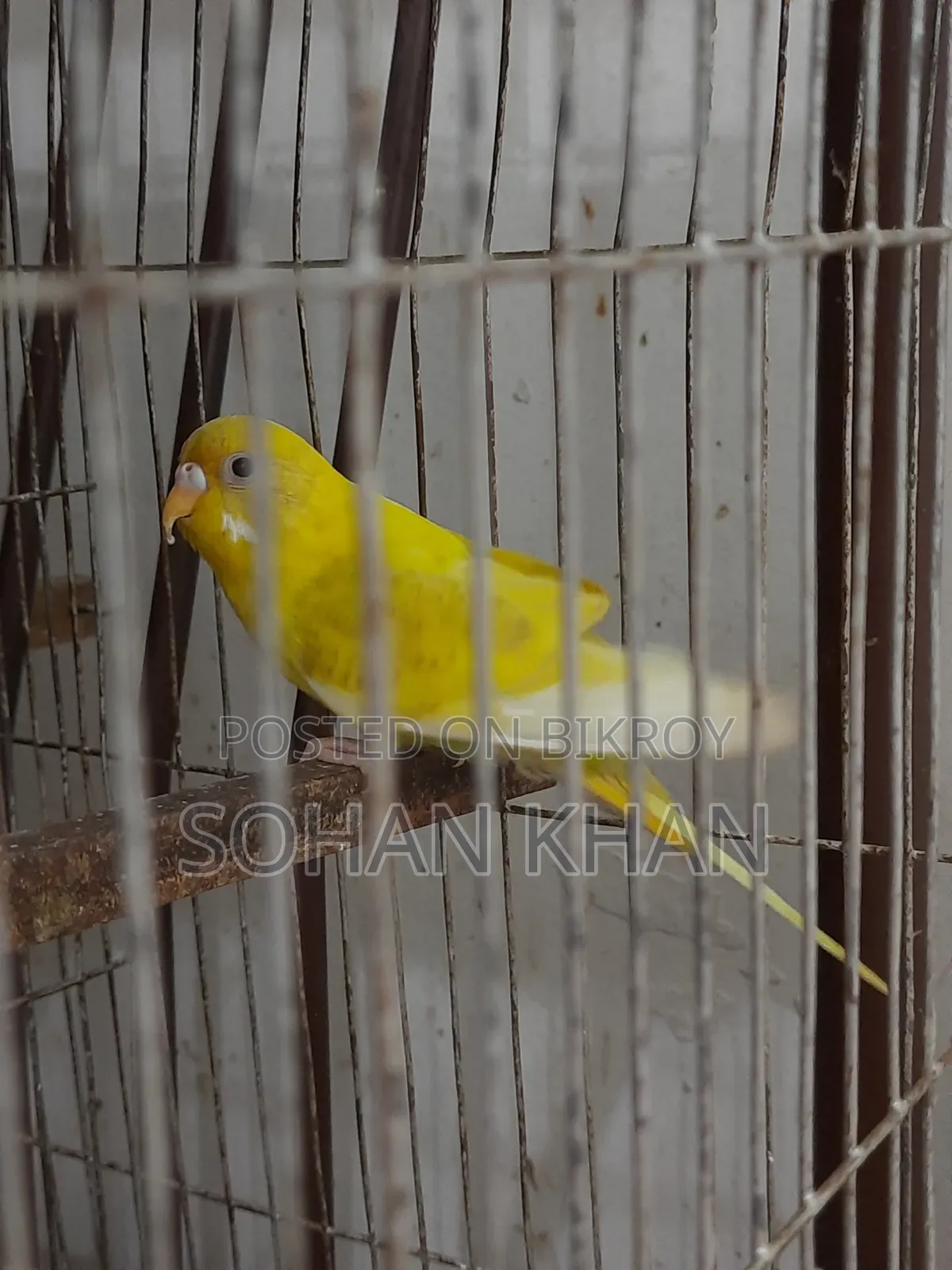 রানিং ফিমেল বাজিগর