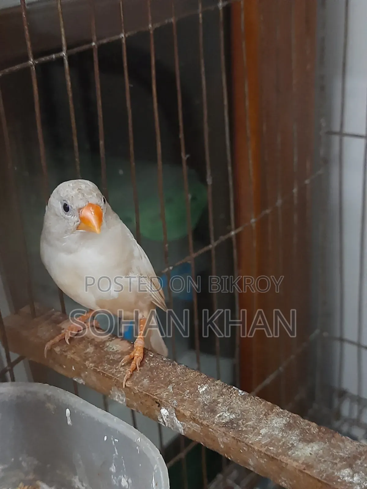 রানিং ফিঞ্চ ফিমেল