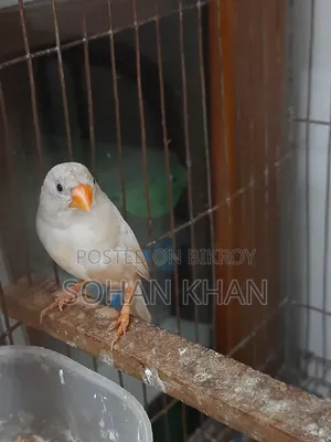 রানিং ফিঞ্চ ফিমেল