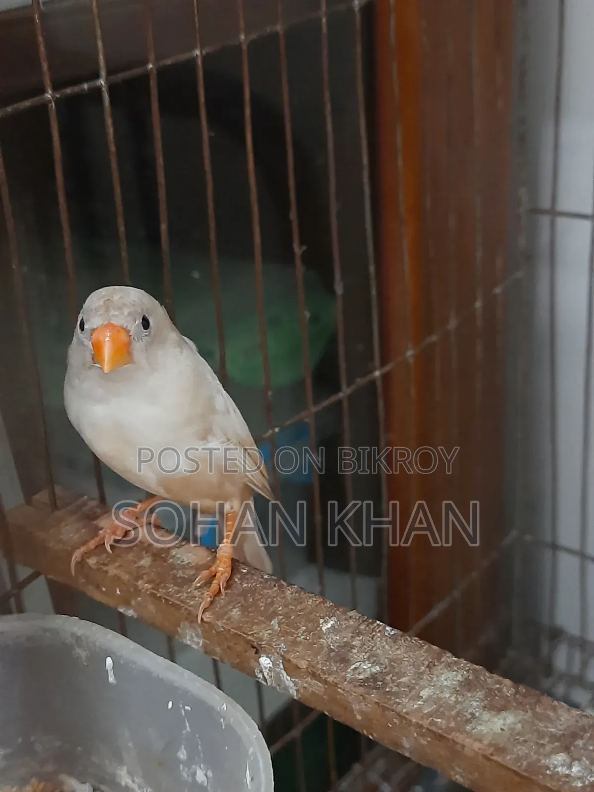রানিং ফিঞ্চ ফিমেল
