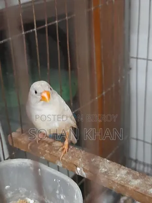 রানিং ফিঞ্চ ফিমেল