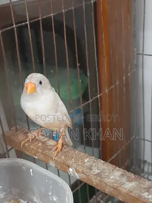 রানিং ফিঞ্চ ফিমেল
