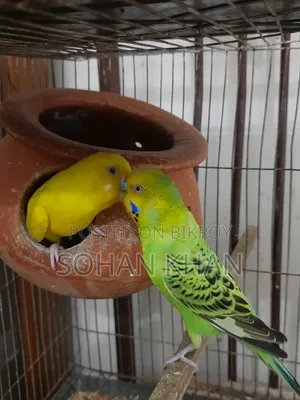 রানিং বাজিগর পেয়ার