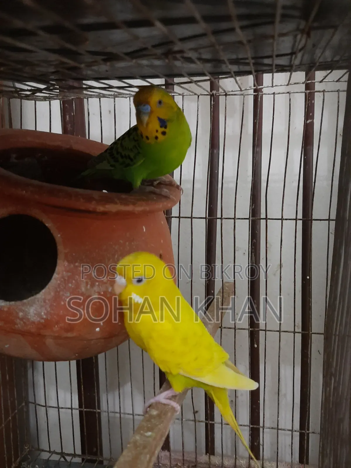 রানিং বাজিগর পেয়ার