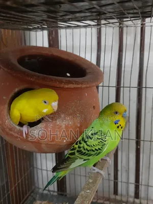 রানিং বাজিগর পেয়ার