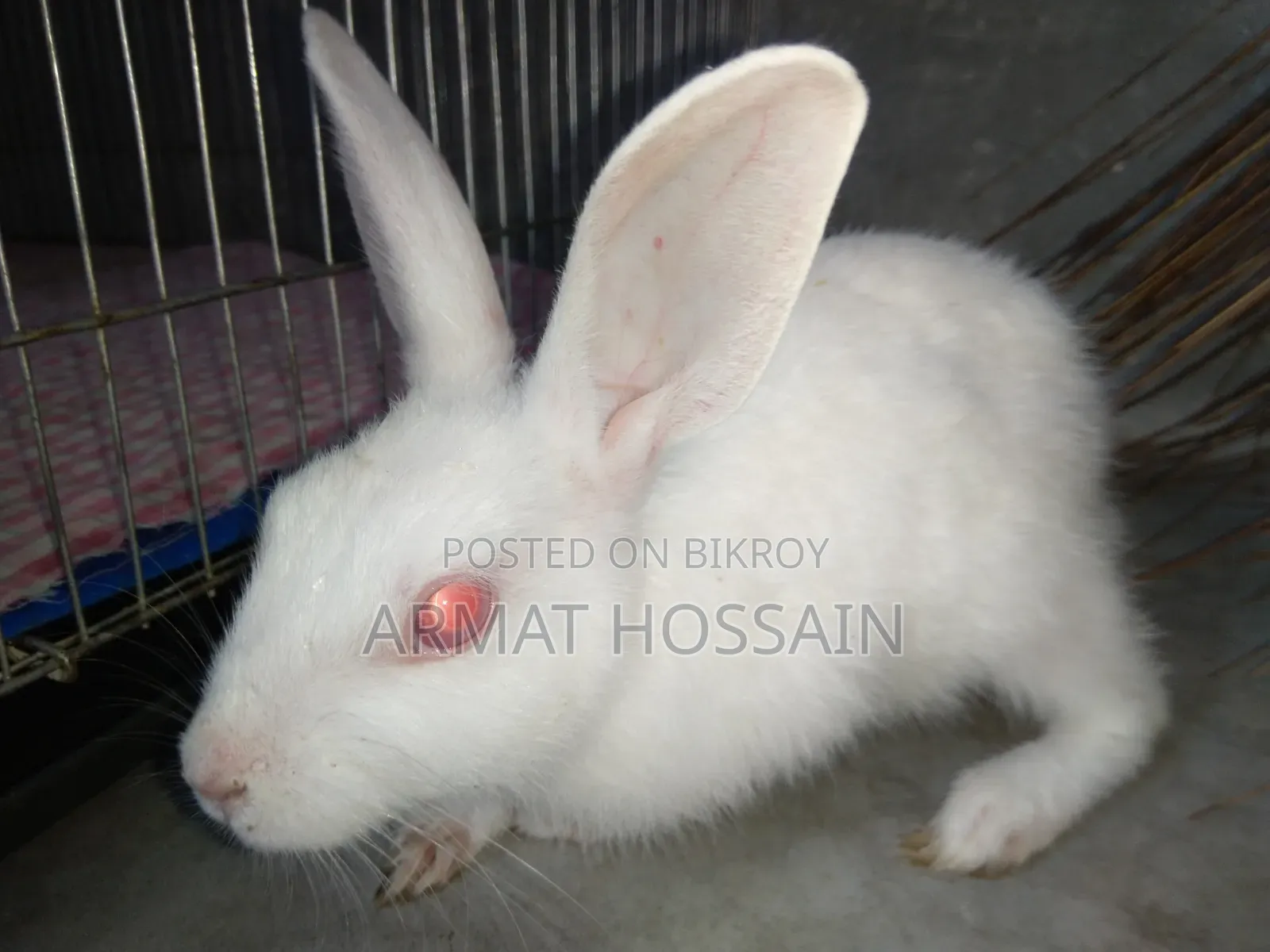 Rabbit for sale