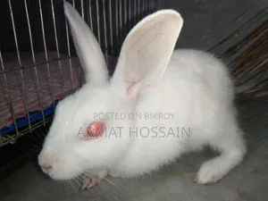 Rabbit for sale