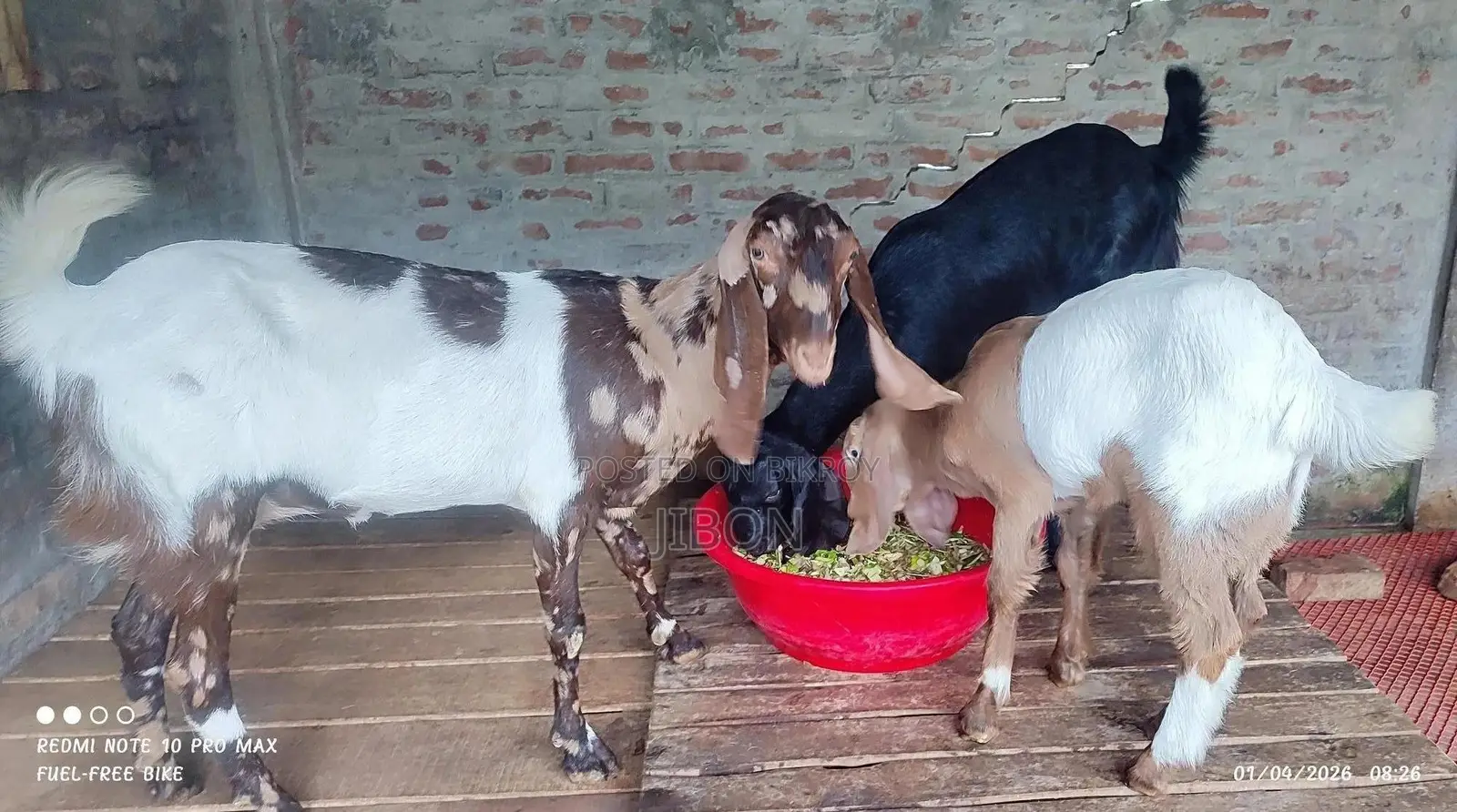 Cross Breed Goat