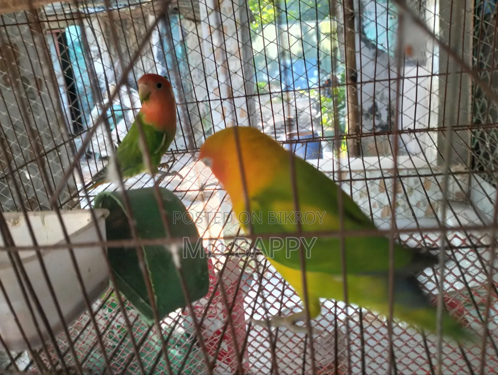 Love Bird পাখি