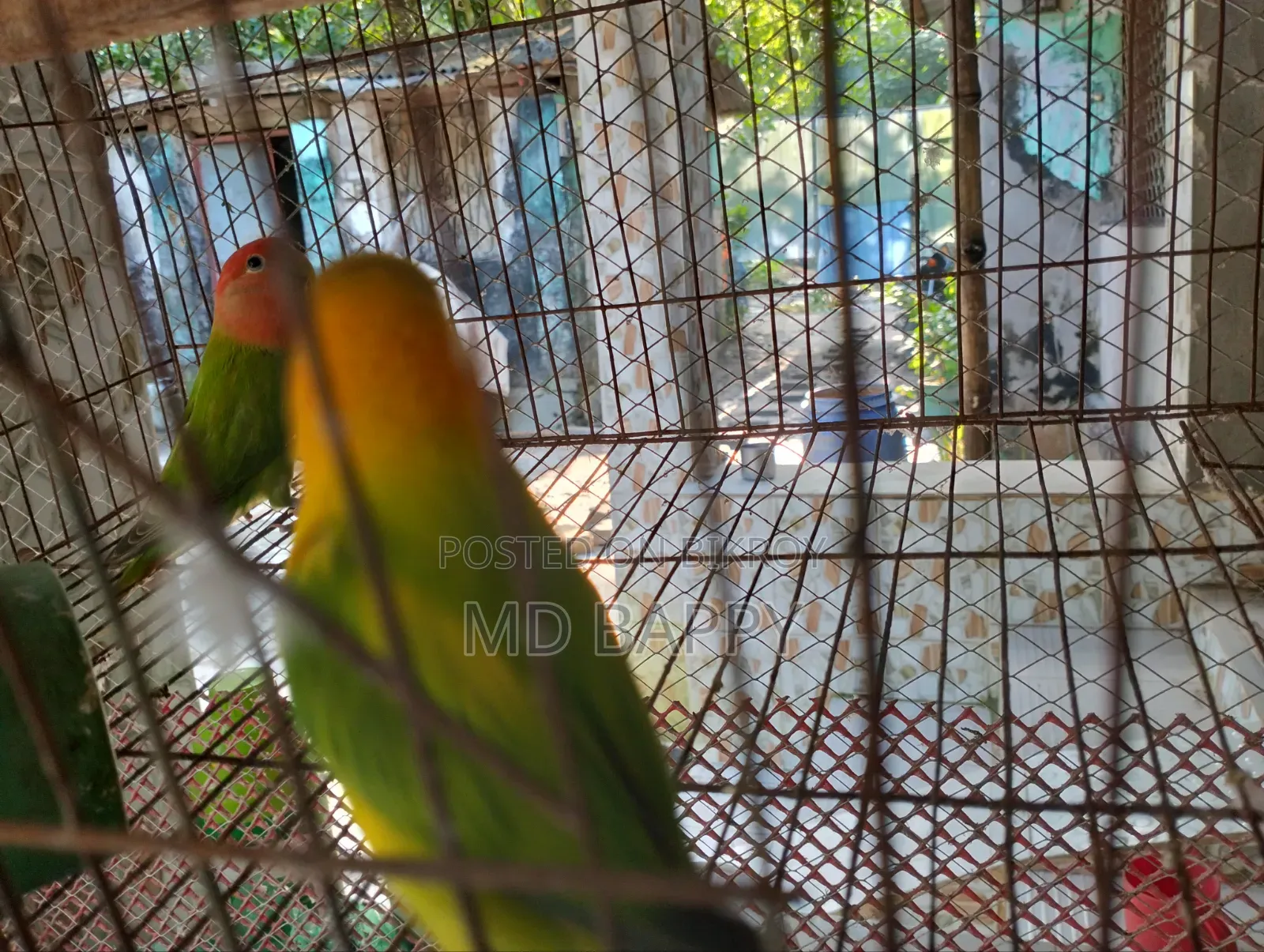 Love Bird পাখি