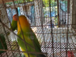 Love Bird পাখি