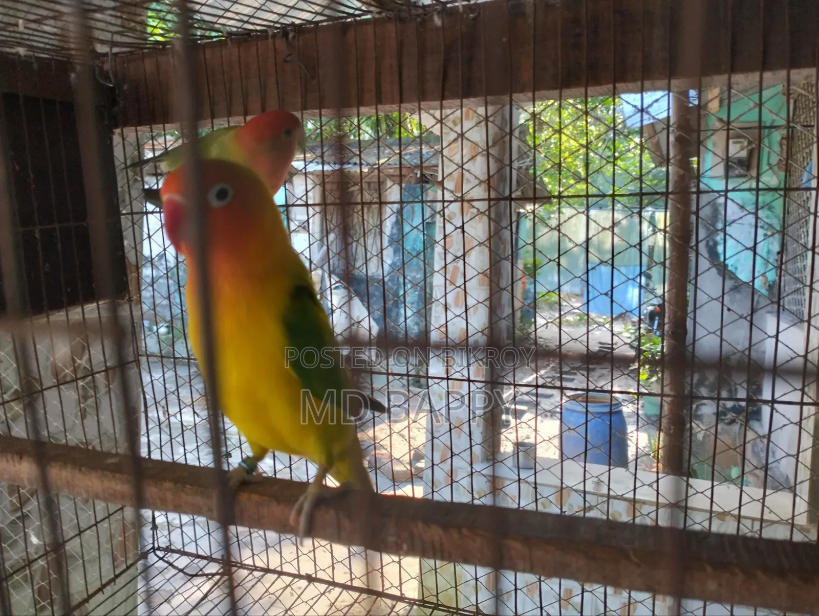 Love Bird পাখি