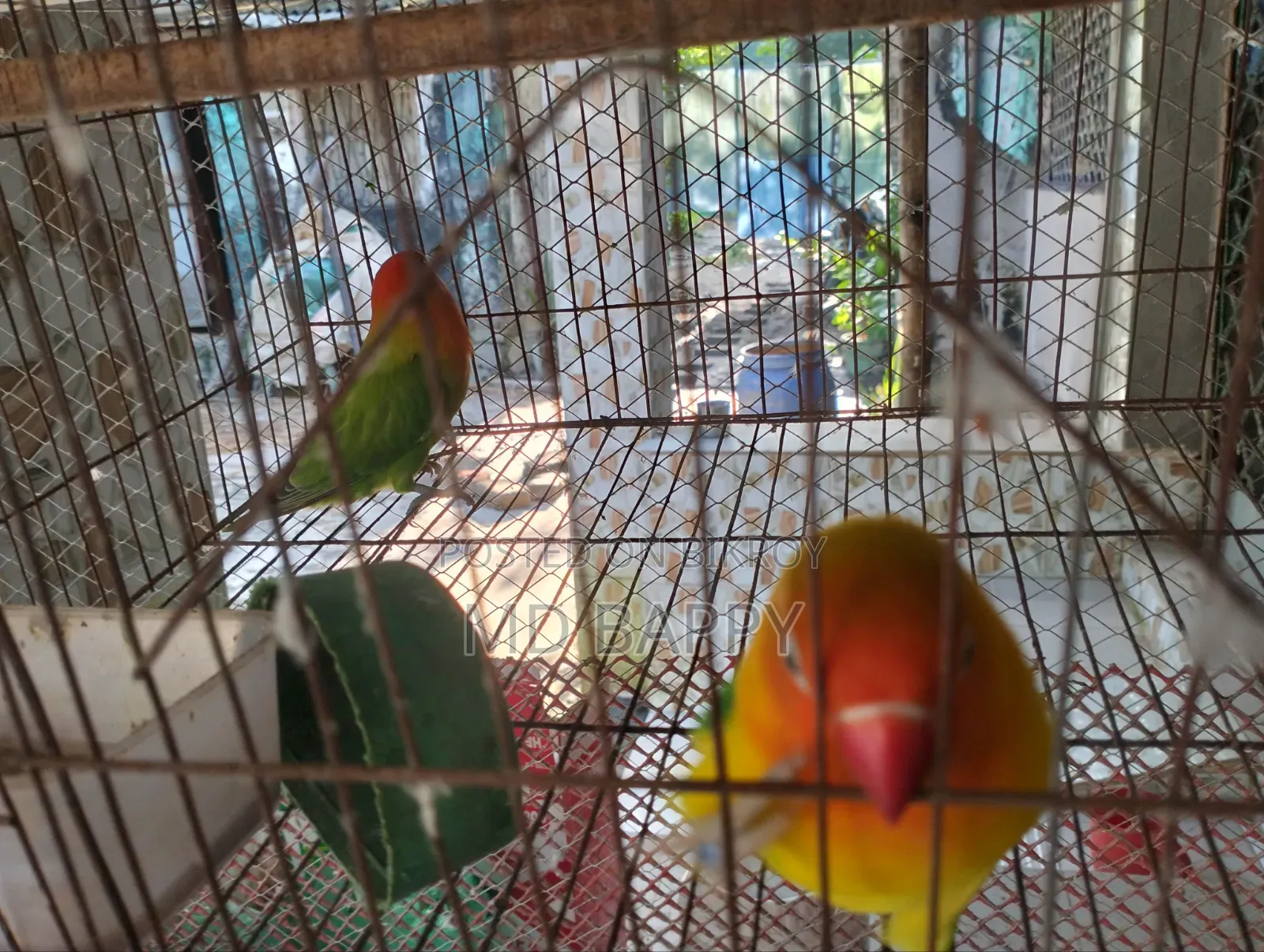 Love Bird পাখি