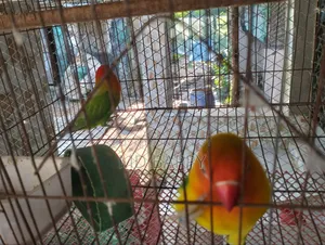 Love Bird পাখি