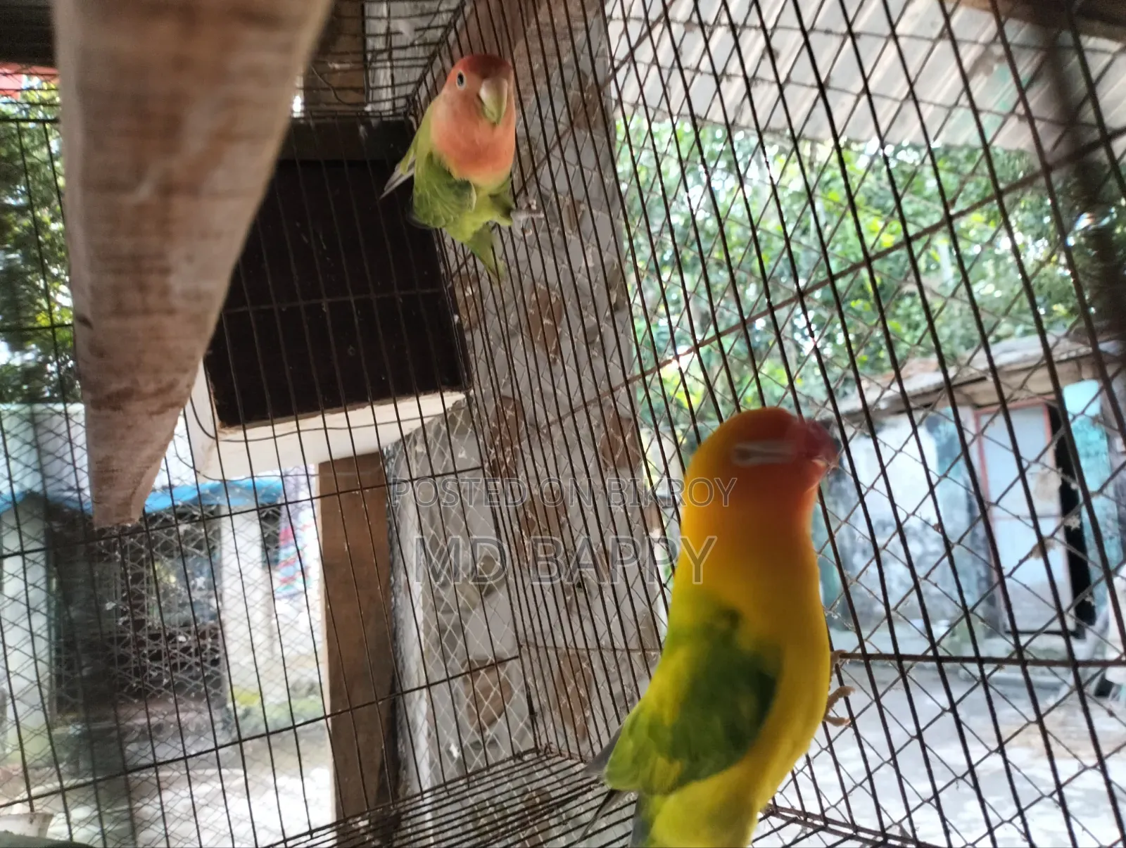 Love Bird পাখি