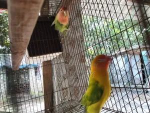 Love Bird পাখি
