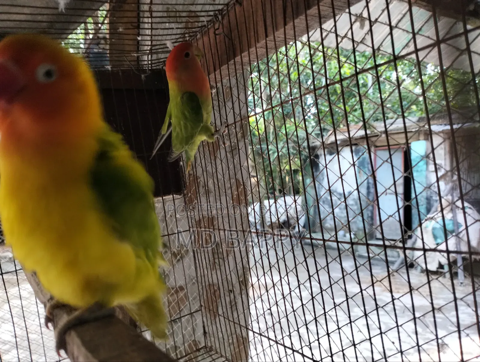Love Bird পাখি