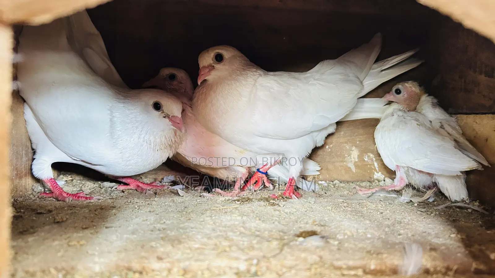 Pigeon Running Pair