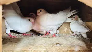 Pigeon Running Pair
