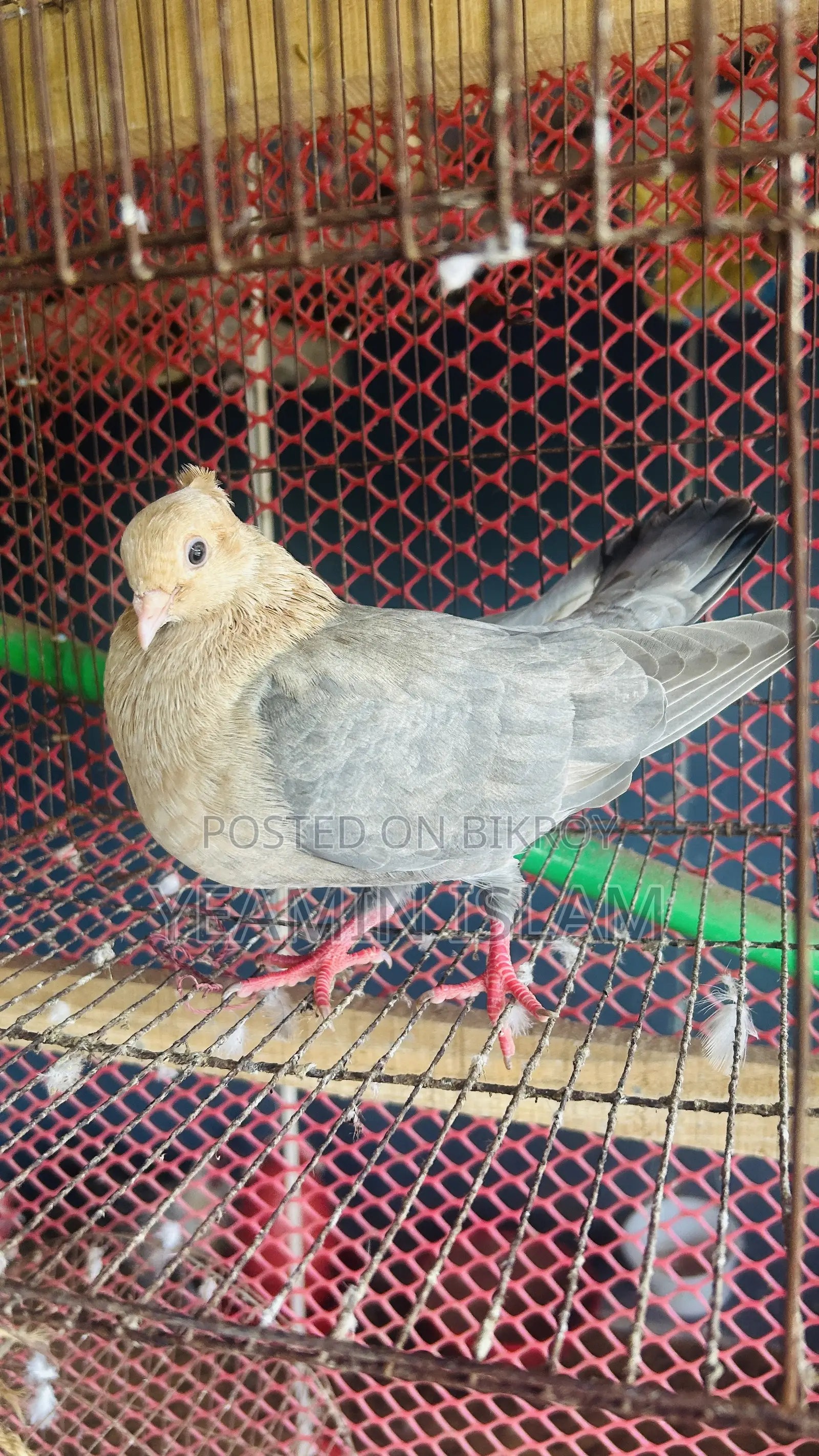 Pigeon Running Pair