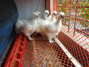 Silky Chicks