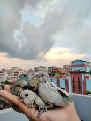 লাভবার্ড বেবি