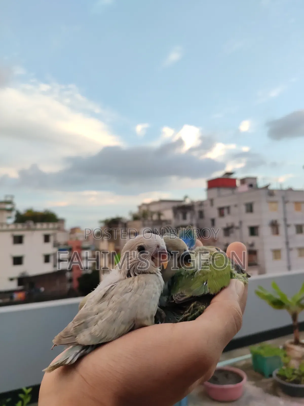 লাভবার্ড বেবি