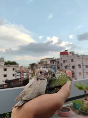 লাভবার্ড বেবি