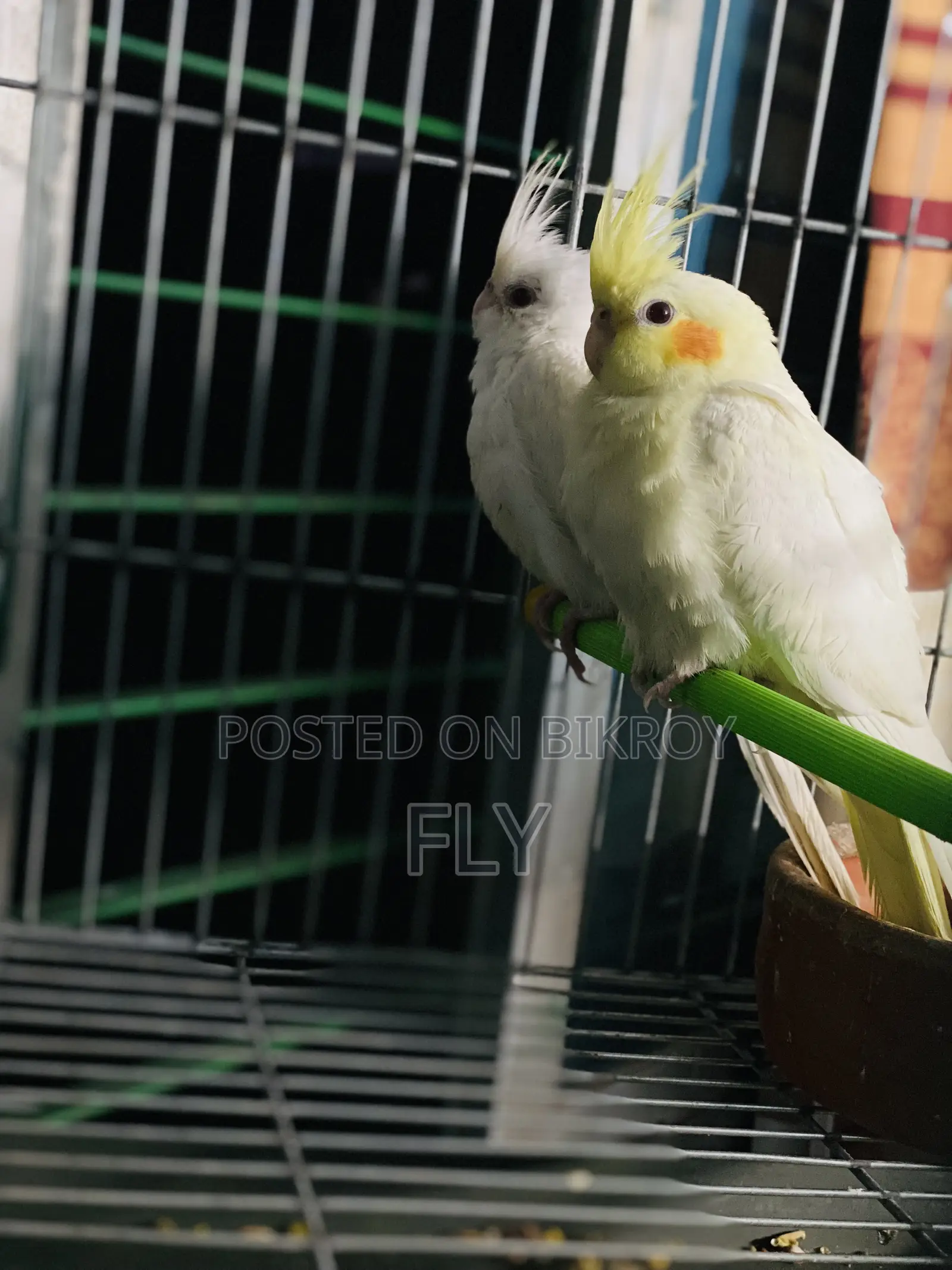 ককটেল জোড়া