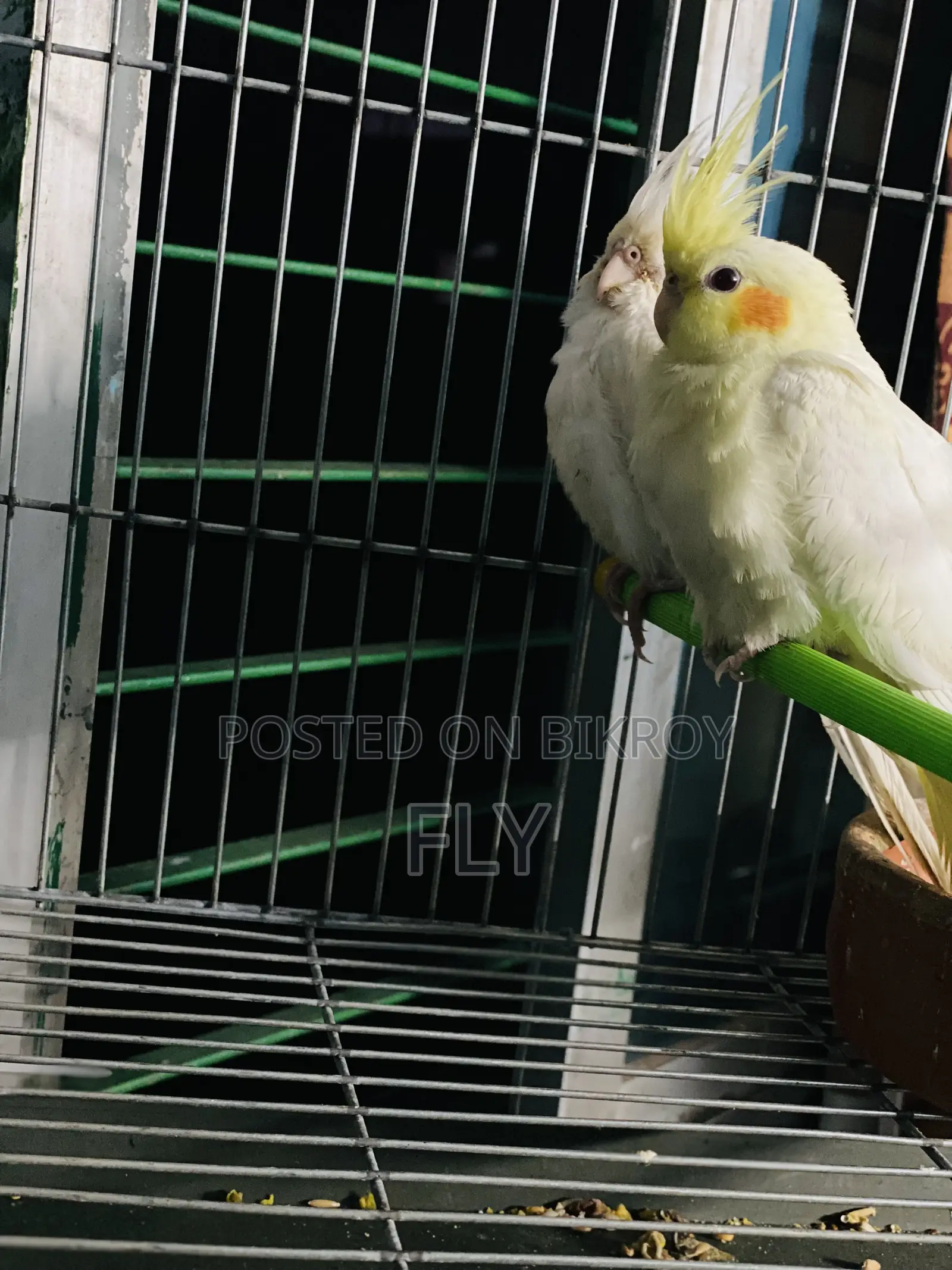 ককটেল জোড়া