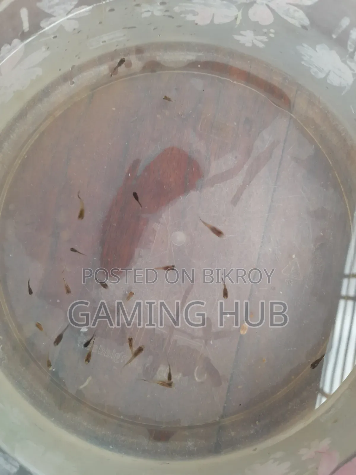 Fancy Guppy Fry
