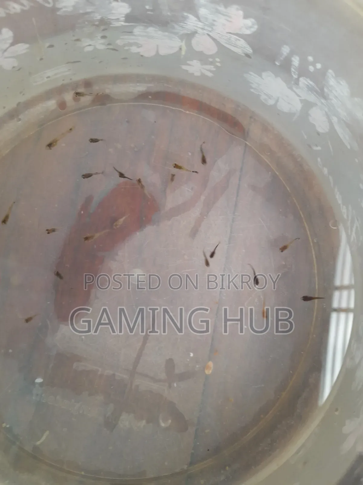 Fancy Guppy Fry