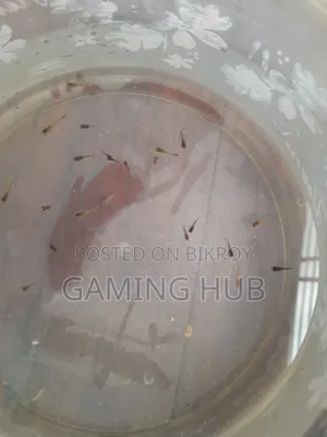Fancy Guppy Fry