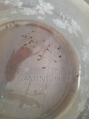 Fancy Guppy Fry