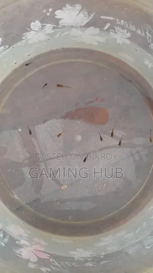 Fancy Guppy Fry