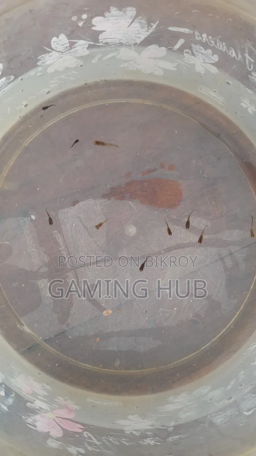 Fancy Guppy Fry