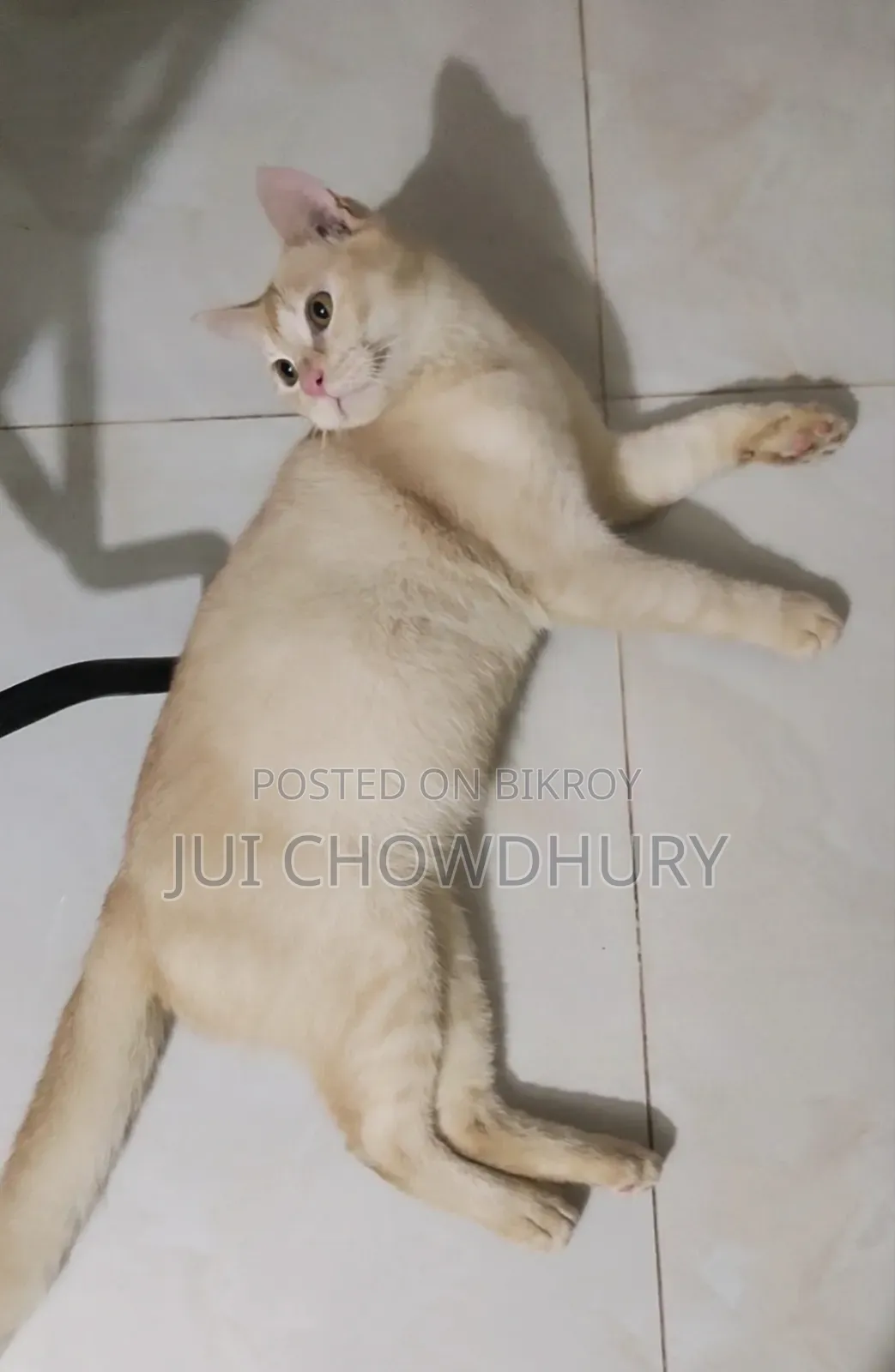 1+ year Male Mixed Breed Cat