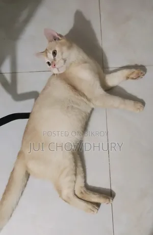1+ year Male Mixed Breed Cat