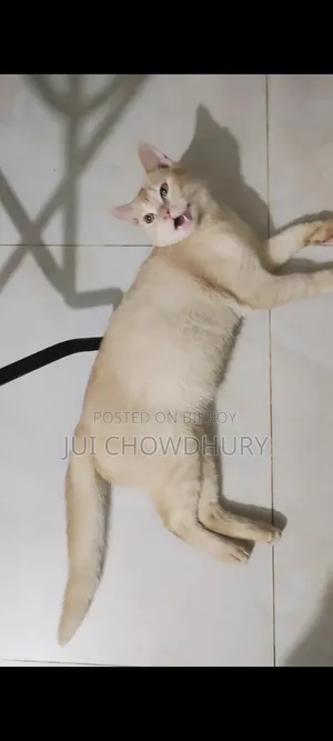 1+ year Male Mixed Breed Cat