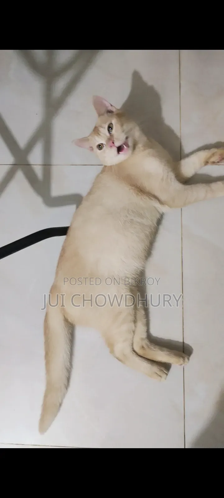 1+ year Male Mixed Breed Cat