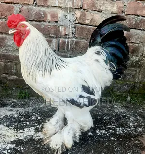 ব্রাহমা মোরগ বিক্রি হবে