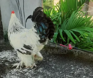 ব্রাহমা মোরগ বিক্রি হবে