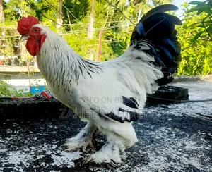 ব্রাহমা মোরগ বিক্রি হবে