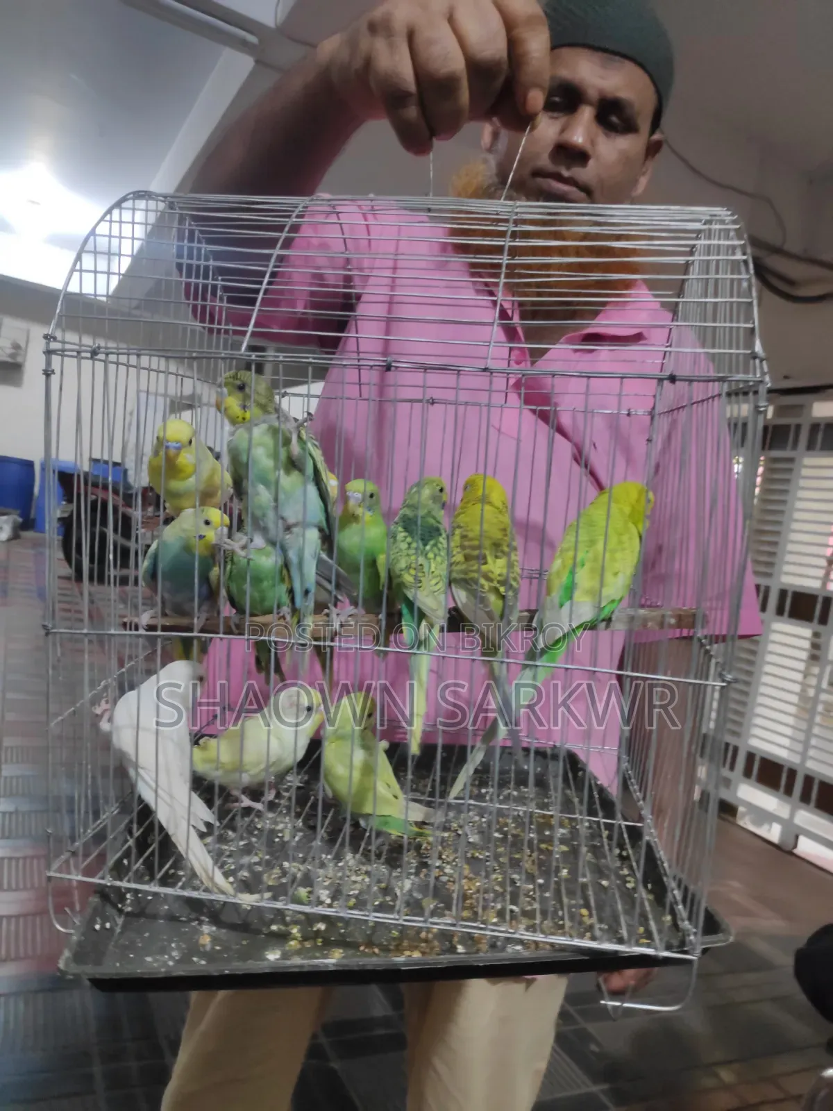 Beautiful and Healthy Budgerigar Bird for Sale