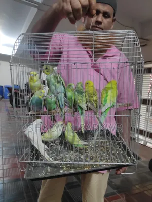 Beautiful and Healthy Budgerigar Bird for Sale