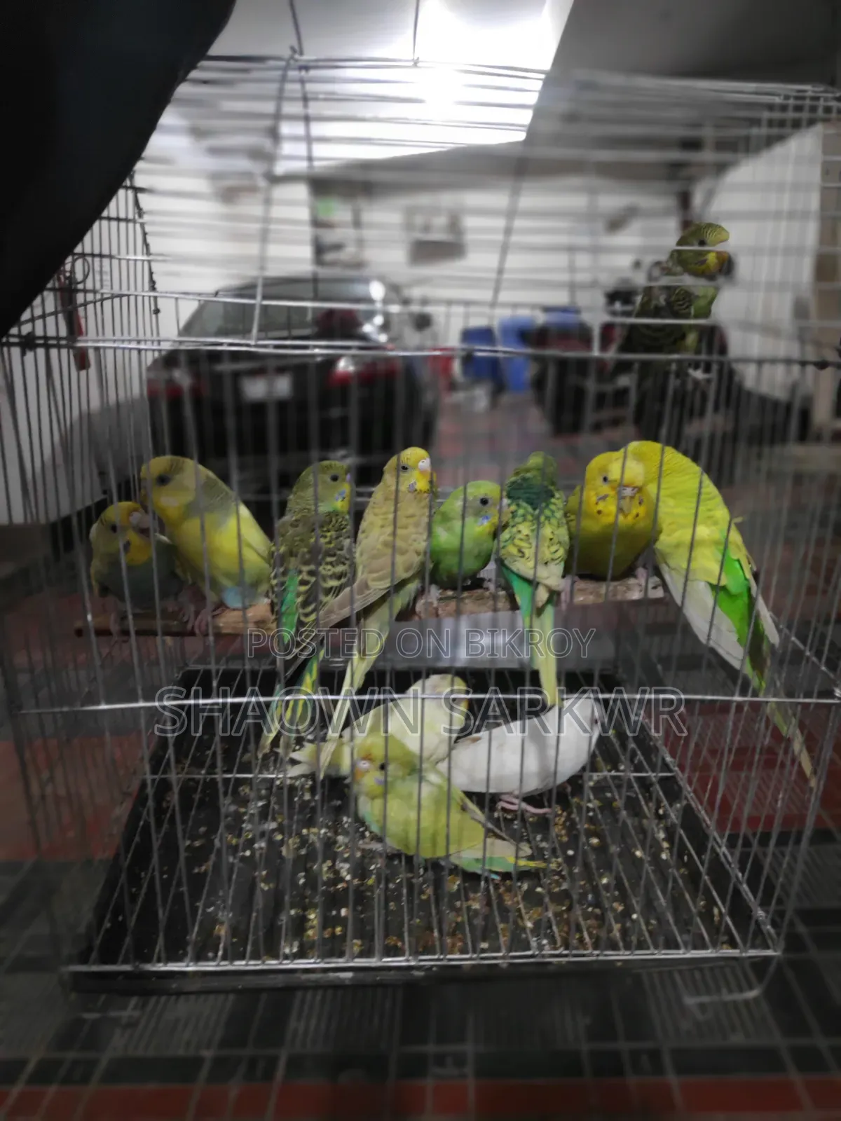 Beautiful and Healthy Budgerigar Bird for Sale