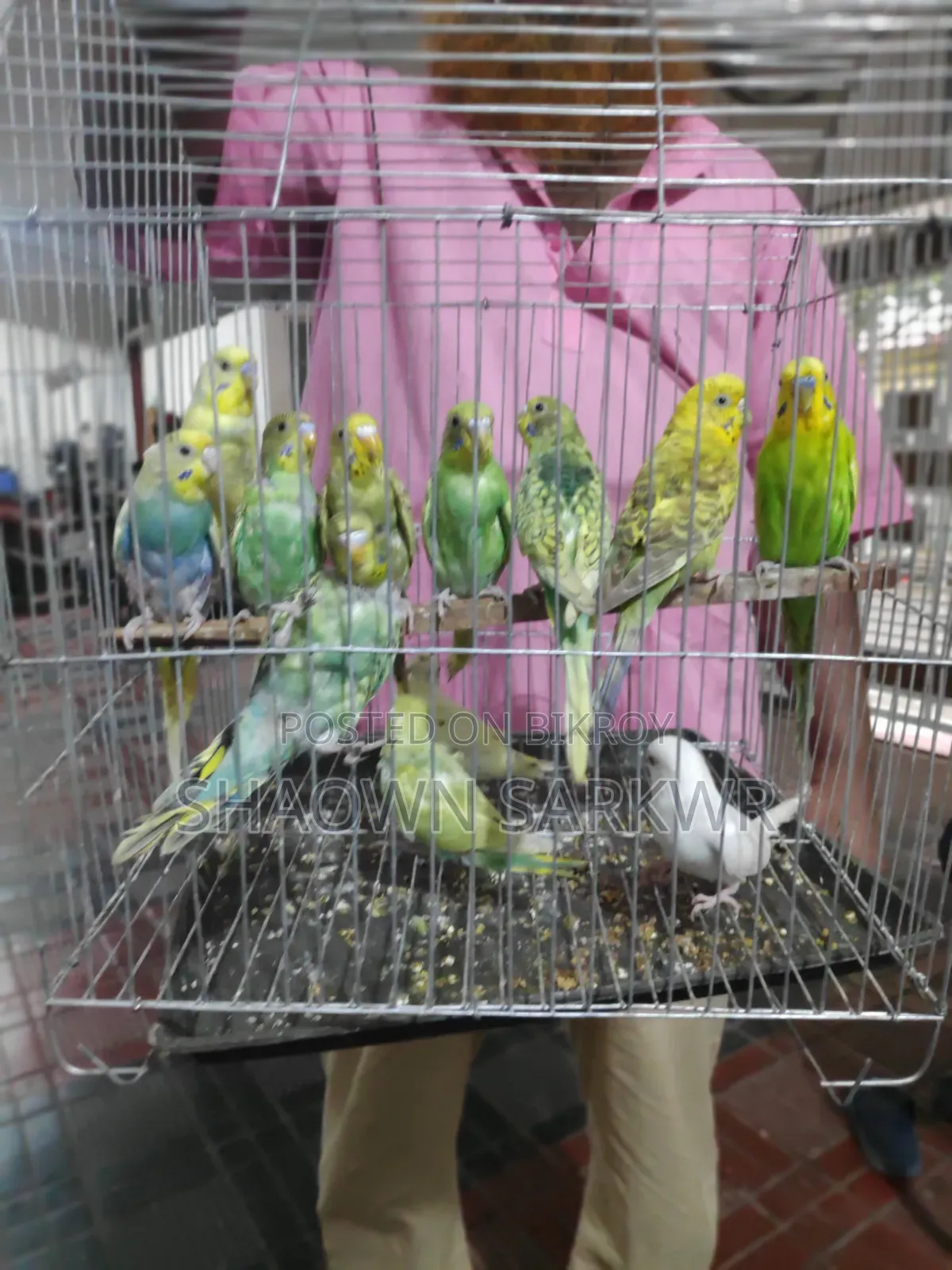 Beautiful and Healthy Budgerigar Bird for Sale